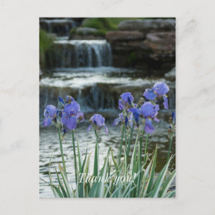 Irises bei Chateau Vielen Dank Postkarte