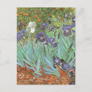 Irises by Vincent van Gogh Postkarte