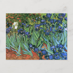 Irises (F608) Van Gogh Fine Art Postkarte