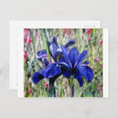 Irises oil painting postkarte (Vorne/Hinten)