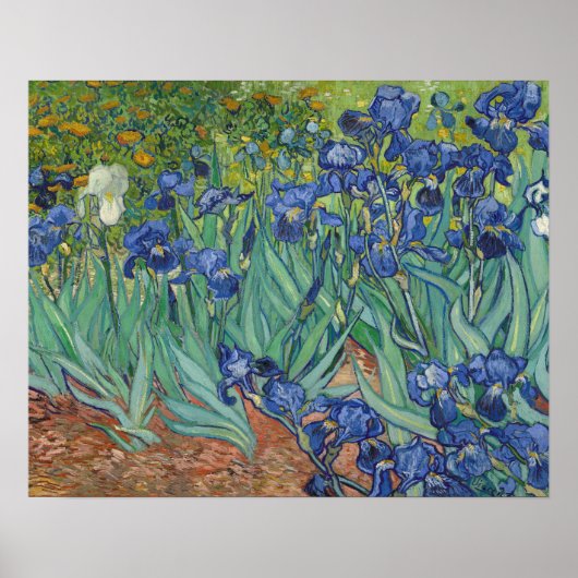 Irises Poster (Vorne)