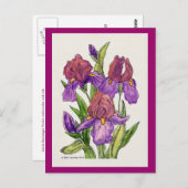 Irises Watercolor Postkarte (Vorne/Hinten)
