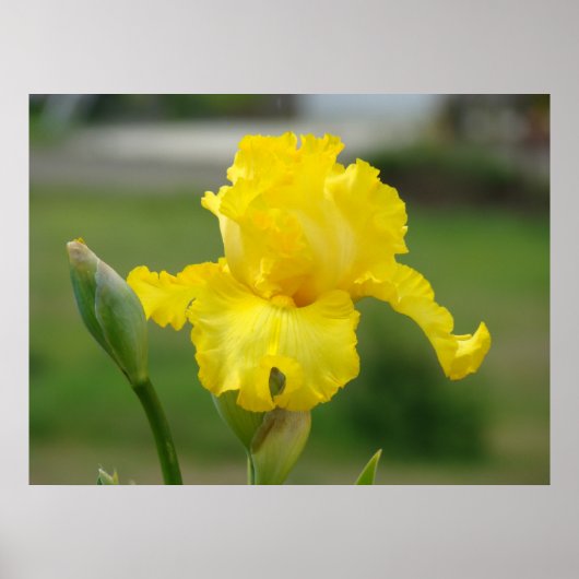 IRISES Yellow Iris Blume Art Prints Posters Poster (Vorne)