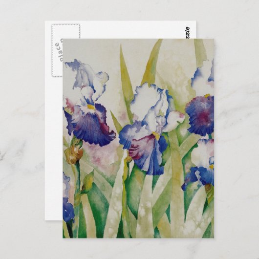 Irisgarten 2 postkarte (Vorne/Hinten)