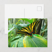 Irish Butterfly Postkarte (Vorne/Hinten)