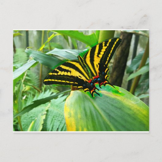 Irish Butterfly Postkarte (Vorderseite)
