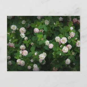 Irish Clovers 4 Leaf Blätter Lucky St Patricks Day Postkarte