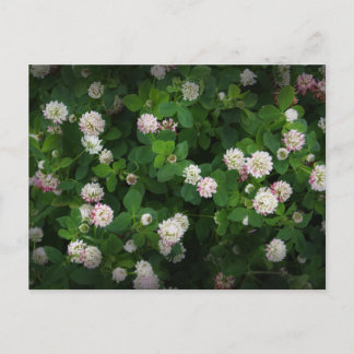 Irish Clovers 4 Leaf Blätter Lucky St Patricks Day Postkarte