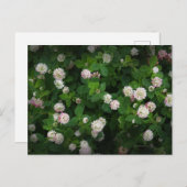 Irish Clovers 4 Leaf Blätter Lucky St Patricks Day Postkarte (Vorne/Hinten)