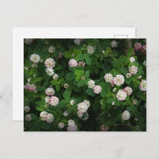 Irish Clovers 4 Leaf Blätter Lucky St Patricks Day Postkarte (Vorne/Hinten)