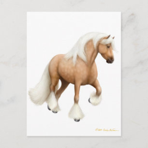 Irish Cob Horse Postcard Postkarte