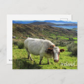 Irish Cow, Ring of Kerry, Irland Postcard Postkarte (Vorne/Hinten)