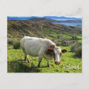 Irish Cow, Ring of Kerry, Irland Postcard Postkarte