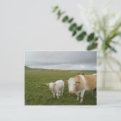 IRISH COWS POSTKARTE (Stehend Vorderseite)