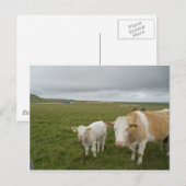 IRISH COWS POSTKARTE (Vorne/Hinten)