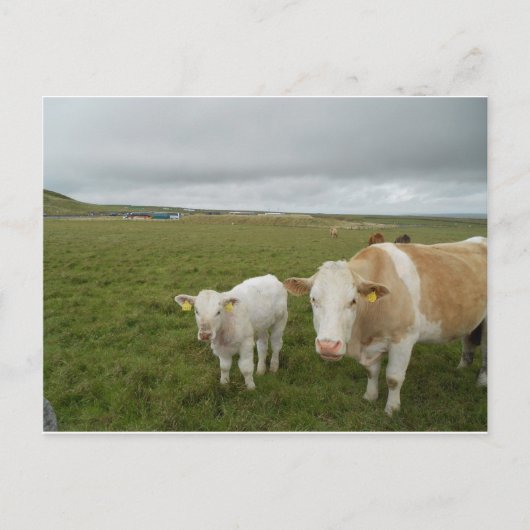 IRISH COWS POSTKARTE (Vorderseite)