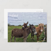 Irish Donkey and Horse, Ireland Postcard Postkarte (Vorne/Hinten)