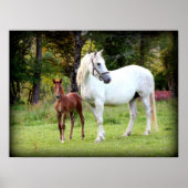 Irish Draft Horse Poster (Vorne)