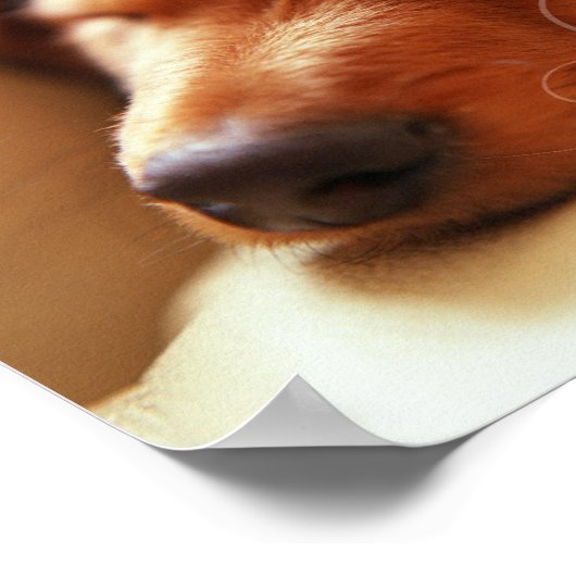 Irish Proverb Sleeping Dog Poster (Ecke)