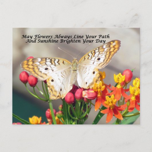 Irish Sessing Postcard (White Peacock) Postkarte (Vorderseite)