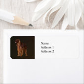 Irish Setter (Insitu)