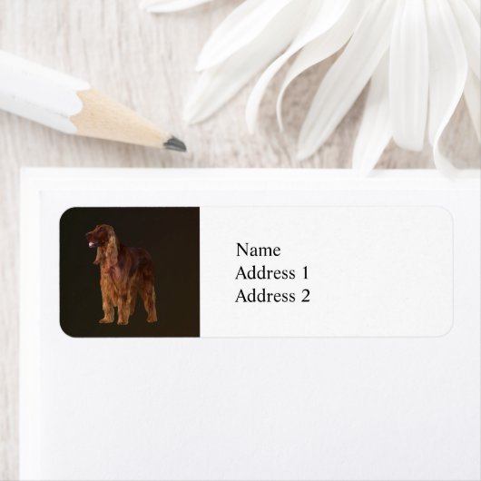 Irish Setter (Insitu)