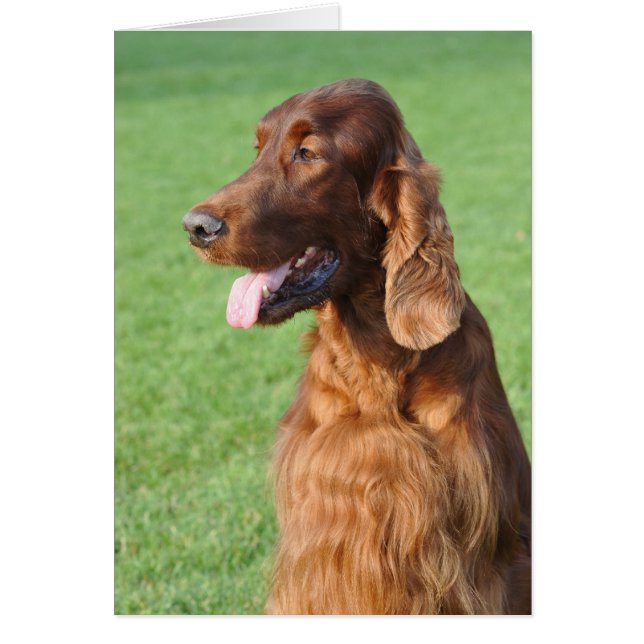 Irish Setter (Vorne)