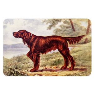 Irish Setter 1900 Abbildung eines Sporthundes Magnet
