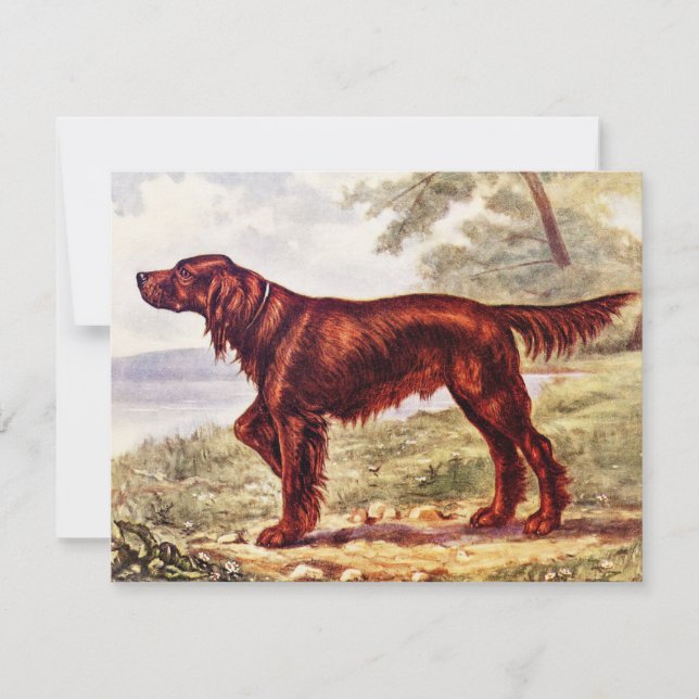 Irish Setter 1900 Illustration of Sporting Dog (Vorderseite)