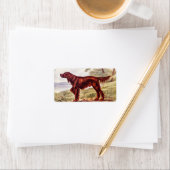 Irish Setter 1900 Illustration of Sporting Dog Adressaufkleber (Insitu)