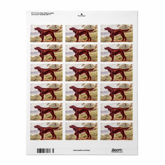 Irish Setter 1900 Illustration of Sporting Dog Adressaufkleber (Vorne)