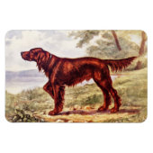 Irish Setter 1900 Illustration of Sporting Dog Magnet (Horizontal)