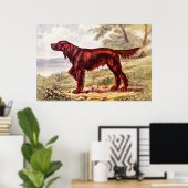 Irish Setter 1900 Illustration of Sporting Dog Poster (Heimbüro)