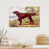 Irish Setter 1900 Illustration of Sporting Dog Poster (Küche)