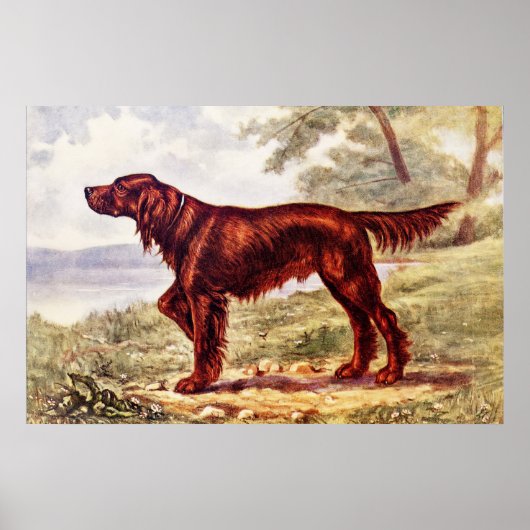 Irish Setter 1900 Illustration of Sporting Dog Poster (Vorne)