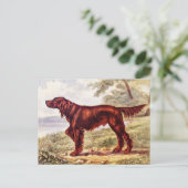 Irish Setter 1900 Illustration of Sporting Dog Postkarte (Stehend Vorderseite)