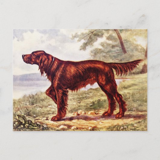 Irish Setter 1900 Illustration of Sporting Dog Postkarte (Vorderseite)