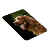 Irish Setter 2 Magnet (Rechte Seite)