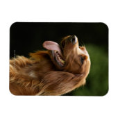 Irish Setter 2 Magnet (Horizontal)