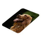 Irish Setter 2 Magnet (Linke Seite)