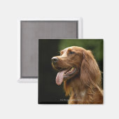 Irish Setter 2 Magnet (Vorderseite/Rückseite)