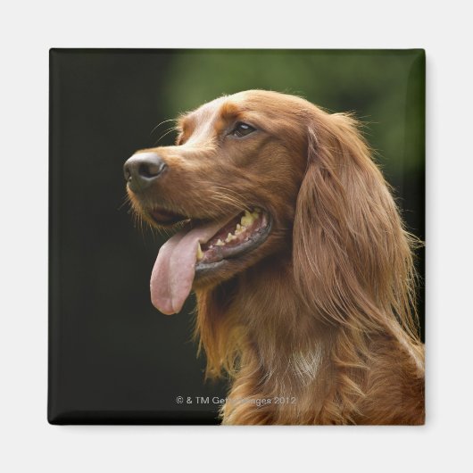Irish Setter 2 Magnet (Vorne)