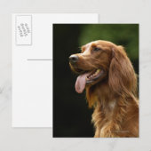 Irish Setter 2 Postkarte (Vorne/Hinten)