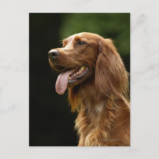 Irish Setter 2 Postkarte (Vorderseite)
