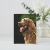 Irish Setter 2 Postkarte (Stehend Vorderseite)