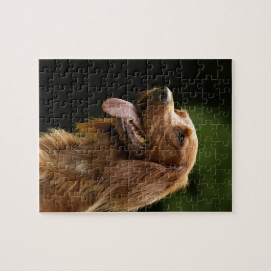 Irish Setter 2 Puzzle (Horizontal)
