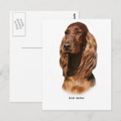Irish Setter 9Y322D-116 Postkarte (Vorne/Hinten)