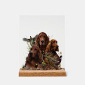Irish Setter Acrylschild (Vorderseite)