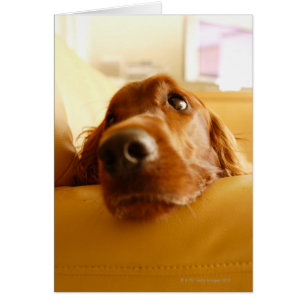 Irish Setter auf Sofa
