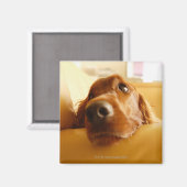 Irish Setter auf Sofa Magnet (Vorderseite/Rückseite)